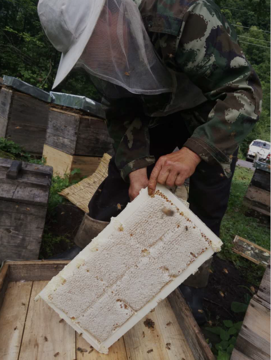 采集蜂蜜